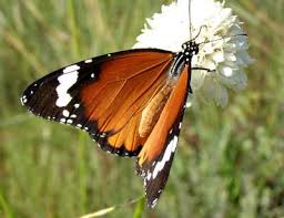 Image result for Schlechterina mitostemmatoides