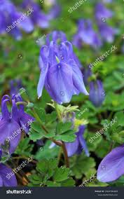 Image result for Aquilegia flabellata ministar