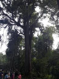 Image result for Breonadia