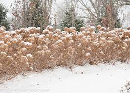 Intimidated by thought of pruning incrediball, invincibelle, or any 'annabelle' hydrangea? Hydrangea Incrediball Smooth Hydrangea Sugar Creek Gardens