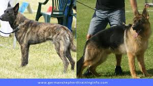 Dutch shepherd vs german shepherd. Dutch Shepherd Vs German Shepherd The Distant Kins German Shepherd Training Info