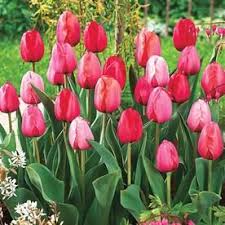 Resembling the red and yellow hues of a nectarine, lambada is sure to bring a blaze this memorial day, lowe's has what you need to kickoff summer. Breck S 25 Pack Impression Darwin Hybrid Tulip Mixed Bulbs Lowes Com Bulb Flowers Planting Bulbs Growing Tulips