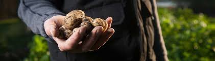Order from freshdirect now for fast delivery. Potatoes Home Garden Uf Ifas Extension