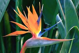 Symbolism Bird Of Paradise Flower Meaning Bird Of Paradise Meaning And Symbolism Ftd Com Birds Of Paradise Flower Paradise Flowers Paradise Meaning