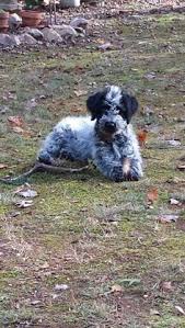 My Jake A Blue Hoodle 1 2 Blue Heeler 1 2 Standard Poodle Blue Heeler Animals Beautiful Red Heeler