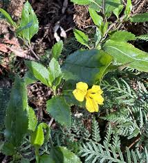 Image result for Goodeniaceae