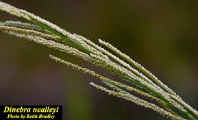 Image result for Dinebra