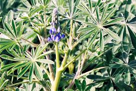 We took 5 flowers you can eat and collected the best recipes you can make with edible flowers! Early History Of Lupins In Western Australia Agriculture And Food
