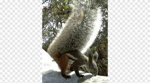 The neotropical pygmy squirrel of tropical south america is the sole living member of the sciurillinae. Fox Squirrel Tufted Ground Squirrel Sciurini Oriental Giant Squirrel Squirrel Mammal Animals Png Pngegg