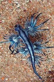 O relvado foi palco de emoções fortes. Glaucus Atlanticus Ou Dragao Azul Ou Andorinha Do Mar Pequeno Molusco Que Chama Atencao Pela Coloracao Az Cool Sea Creatures Beautiful Sea Creatures Sea Slug