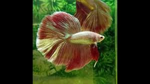 Rose gold pavé and baguette diamond pinky ring. Wow Ikan Cupang Ini Langka Loh Halfmoon Rose Gold Betta Fish Youtube