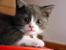 yavru kedi gorselleri ile ilgili gorsel sonucu cute kittens komik hayvanlar kedi