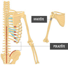 Musculus latissimus dorsi) is one of the widest muscles in the human body, and it belongs to the superficial back muscles. Latissimus Dorsi Trokutasti Misic Different