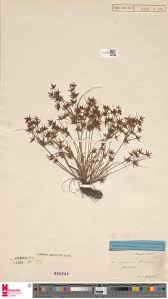 Image result for Cyperus amabilis