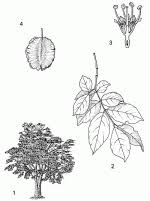 Image result for Combretum engleri