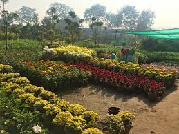 They are professional, and my garden. Buy Indoor Outdoor Plants From Kamlesh Nursery Lbb Delhi