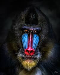 Mandrill By Olaf Hofmann Majestic Animals Mandrill Unique Animals