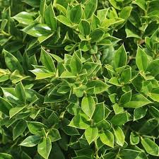 Image result for Carissa