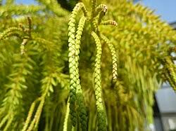 Image result for Huperzia afromontana