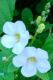 Image result for Thamnosma rhodesica