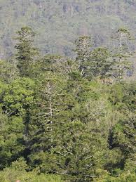 Image result for Araucaria cunninghamii