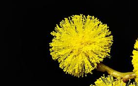 Image result for Polysphaeria harrisii