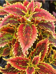 Image result for Coleus psammophilus