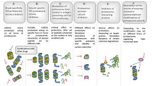 It is commonly associated with regulatory complexes, which. Frontiers Proteasomes And Several Aspects Of Their Heterogeneity Relevant To Cancer Oncology