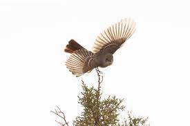 Image result for Lecaniodiscus fraxinifolius