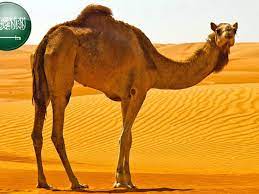 The cost of housing in saudi arabia will vary depending on your choice of accommodation. Price Check Google Reveals What S At The Top Of Every Arab S Wishlist Al Bawaba