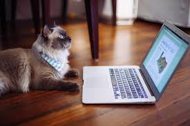 Raphael uses the svg w3c recommendation and vml as a base for creating graphics. In Case You Re A Cat And You Need To Learn Computer Programming Javascript Computer Nerd Computer Coding