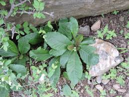 Image result for Elytraria