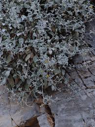 Image result for Gutenbergia polycephala