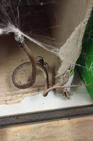 A Nation Where Spiders Take On Snakes And Win Australia Animals Weird Animals Nope Spider