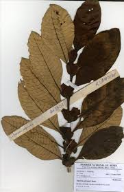 Image result for Stipularia africana