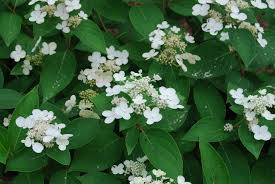 Image result for Gaertnera paniculata