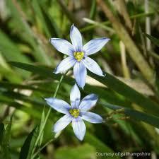 Image result for Satyrium crassicaule