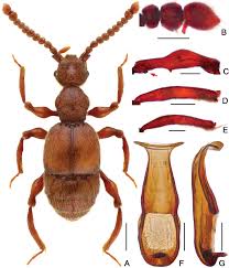 Image result for Batopedina