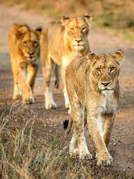 Lion Pride Lion Pride Jungle Cat World Wild Animals Photos
