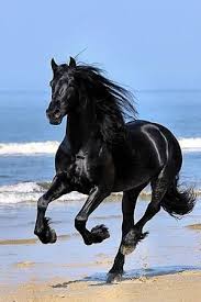Although the conformation of the breed resembles that of a light draught horse, friesians are graceful and nimble for their size. Black Friesian Horse Running On The Beach Portfolio Paardenfoto S Hypo Focus Paardenfotografie By Maribel Horses Most Beautiful Horses Horse Breeds