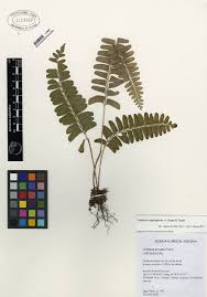 Image result for Lindsaeaceae