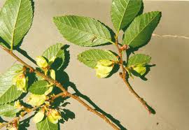 Image result for Ulmaceae