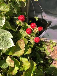 Image result for Duchesnea indica