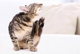 L'intolleranza ad un determinato cibo può portare a reazioni avverse come diarrea e gonfiore addominali: Allergia E Intolleranza Alimentare Del Gatto Sintomi Cura E Corretta Alimentazione