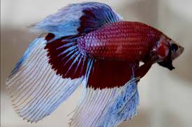 However this degree of aggression is not common for the naturally occurring fish. The Wonders Of A Betta Fish Winnipeg Free Press
