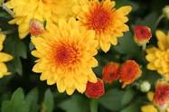 Image result for What flowers can I plant now