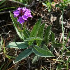 Image result for Alectra rigida