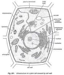 Ultrastructure of plant cell wall. Pin By Simparinka Samuel On Bikotwa Junior Cell Diagram Plant Cell Diagram Plant Cell
