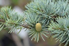 Pinpointing a single cause can be a challenge. 11 Different Types Of Evergreen Cedar Trees With Pictures Conserve Energy Future