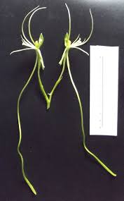 Image result for Habenaria cirrhata